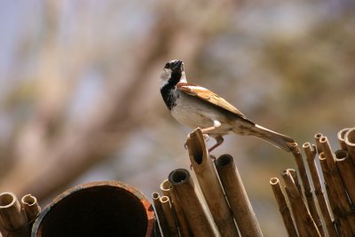 Bird Watching in Al Azraq Reserve