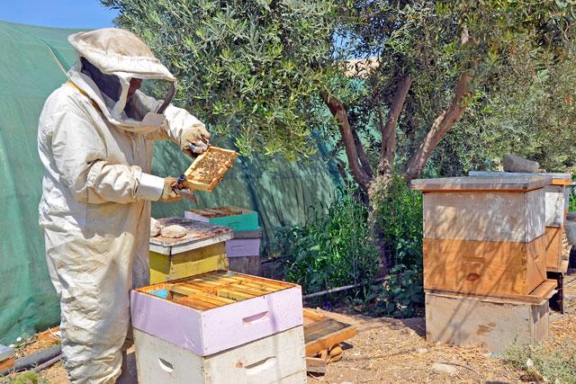 Beekeeping Experience in Umm Qais