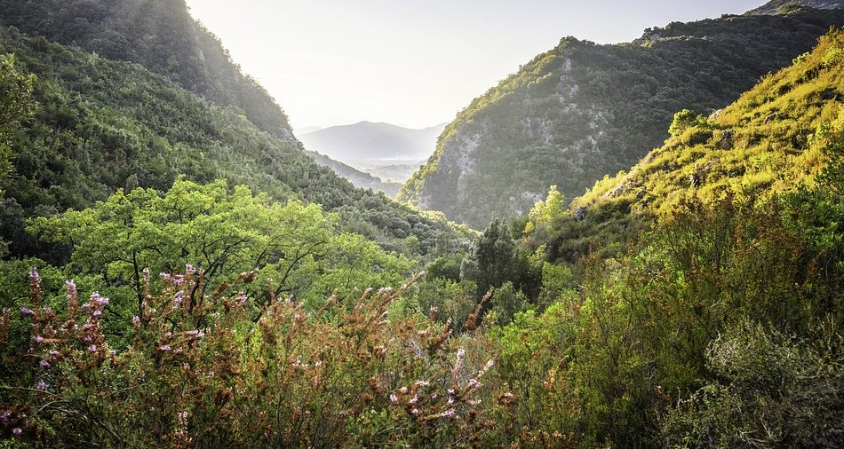 Hike through Dibben Forest Reserve