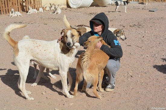 Aqaba Dog Shelter Conservation Experience