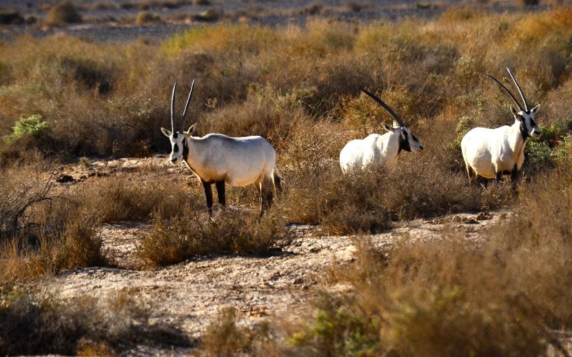 Oryx Safari Trip