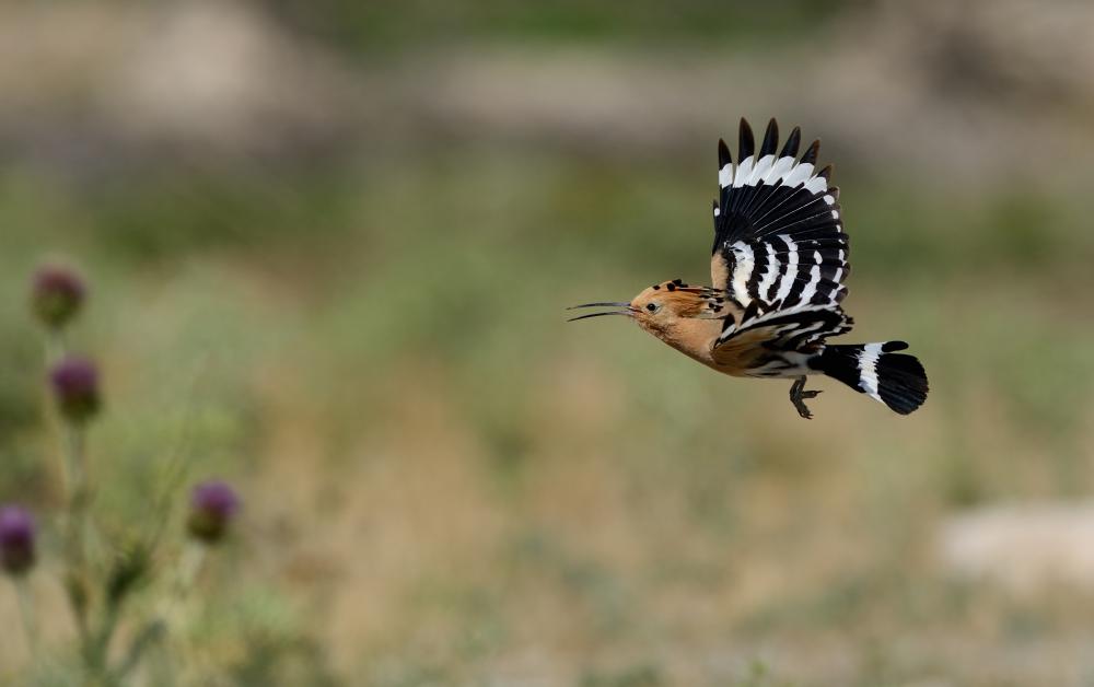 Bird Watching in Dana