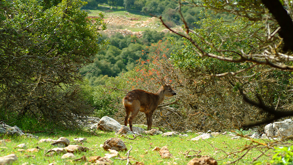 Scenic Secrets – Jordan’s Best-Kept Travel Spots