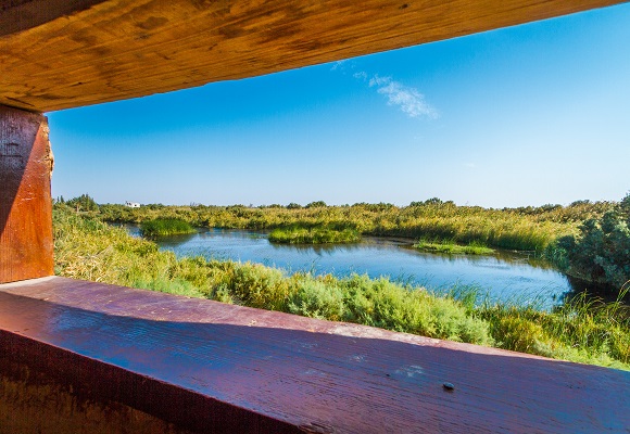 Azraq Wetland Reserve