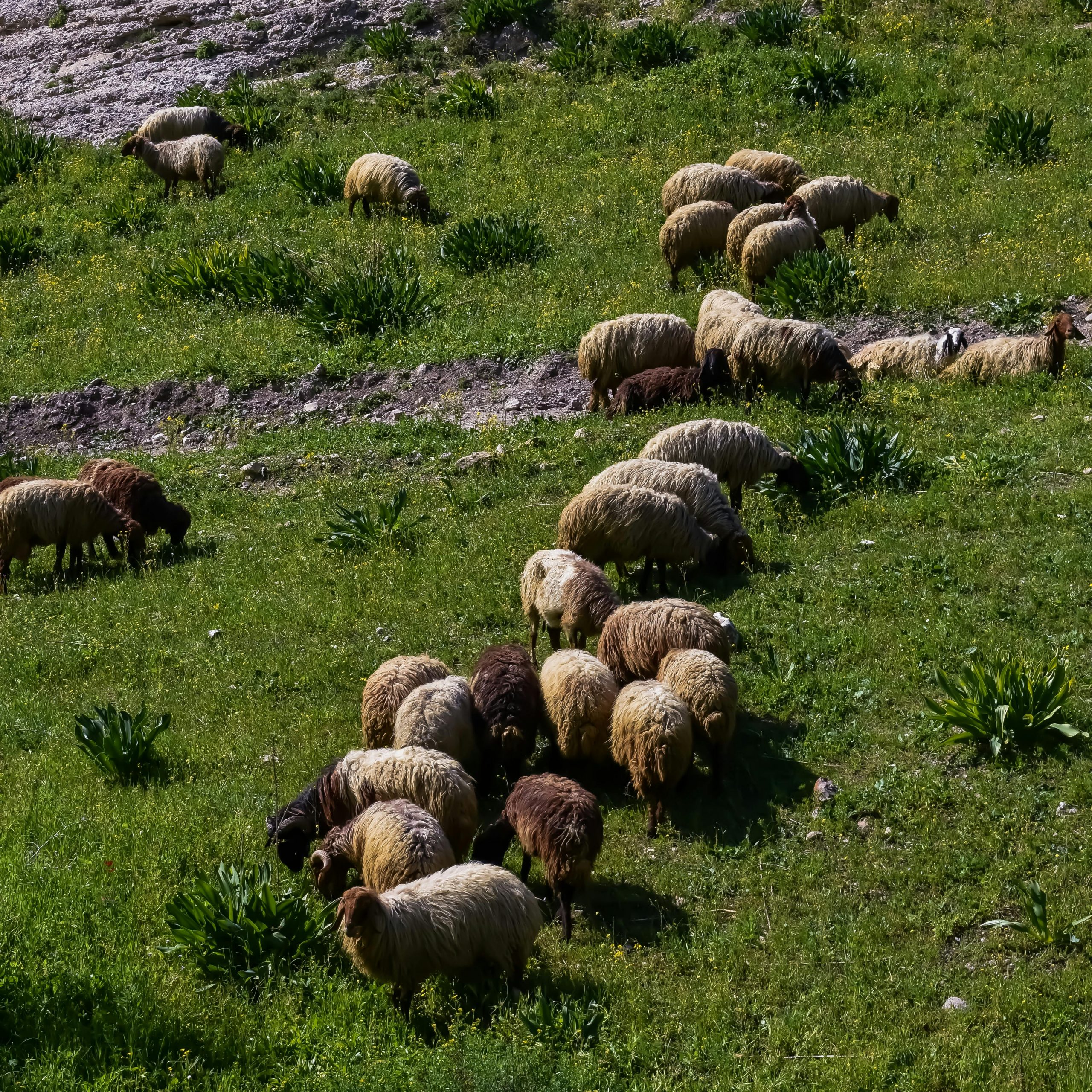 Ajloun & Dana in Winter: When Jordan Turns Green