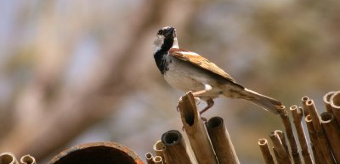 Bird Watching in Al Azraq Reserve