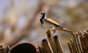 Bird Watching in Al Azraq Reserve