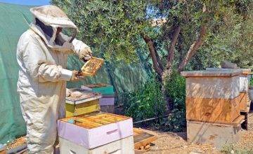 Beekeeping Experience in Umm Qais