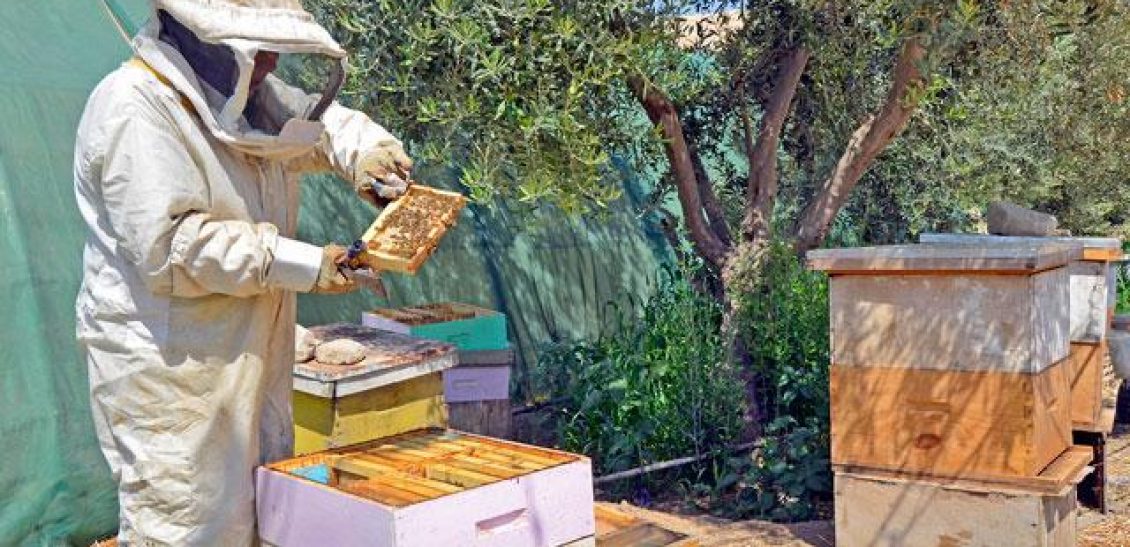 Beekeeping Experience in Umm Qais