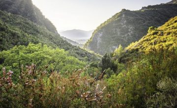 Hike through Dibben Forest Reserve