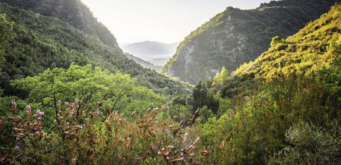 Hike through Dibben Forest Reserve