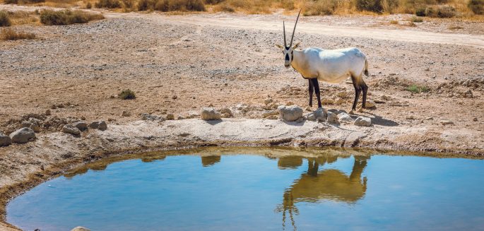 Shaumari Wildlife Reserve