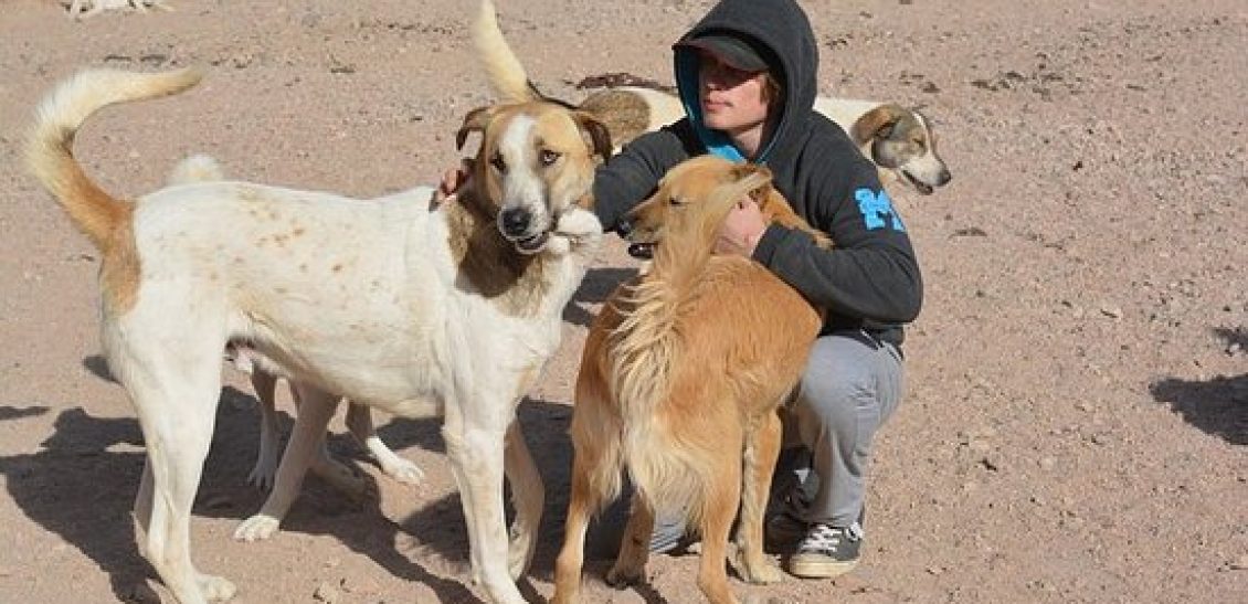 Aqaba Dog Shelter Conservation Experience