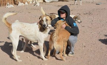 Aqaba Dog Shelter Conservation Experience