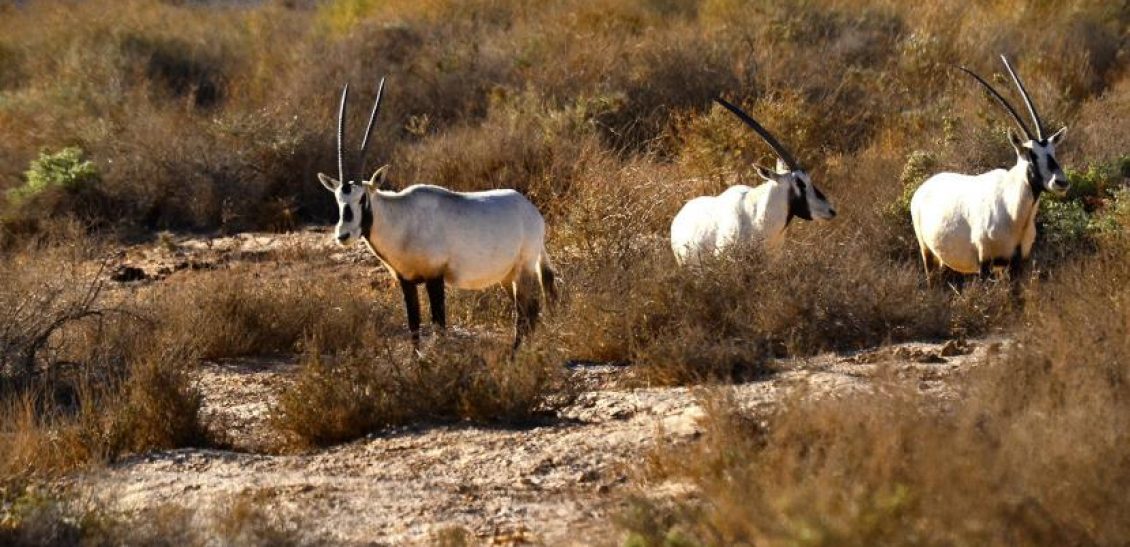 Oryx Safari Trip