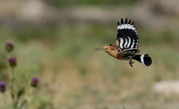 Bird Watching in Dana