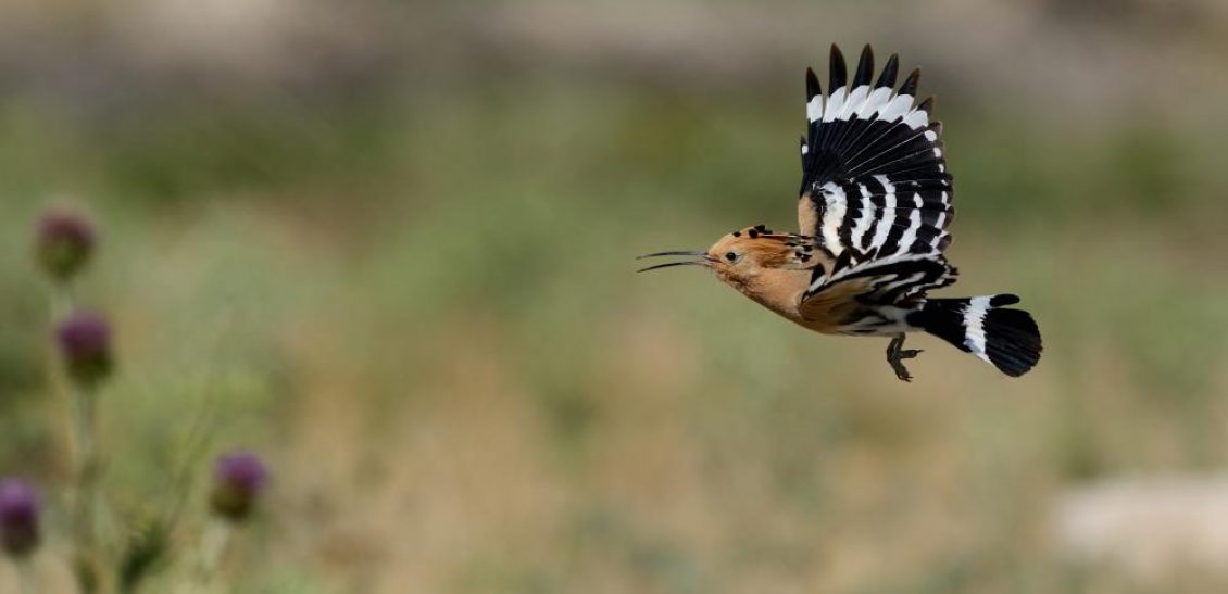 Bird Watching in Dana