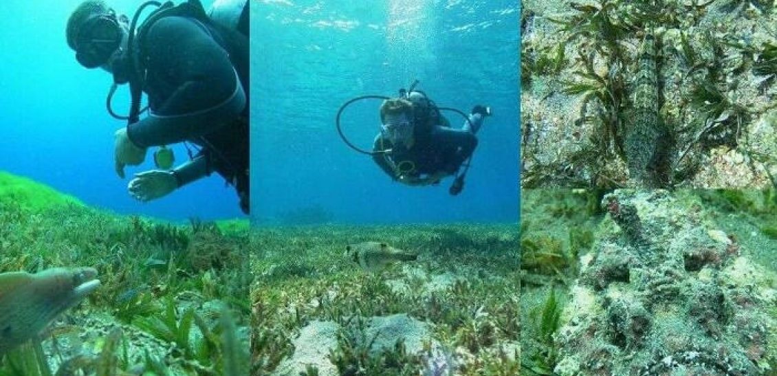 Snorkeling to clean the Red Sea